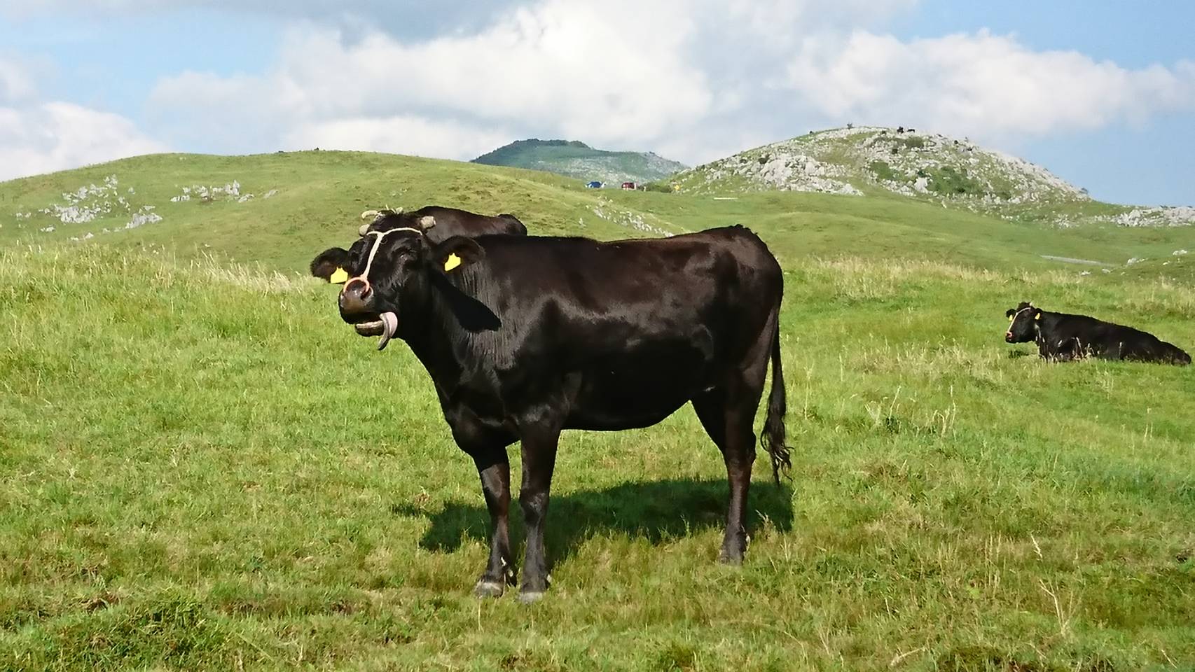 足柄牛の写真です。神奈川県の足柄地域の特産品である「足柄茶」の粉末を与え、健康的に育まれた牛です。